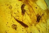 Two Fossil Flies, a Bristletail and a Hairy Leaf in Baltic Amber #159806-1